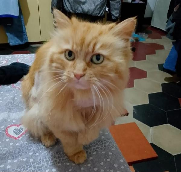 Ambra Micia Rossa Pelo Lungo 11Anni Rimasta Sola! Brescia